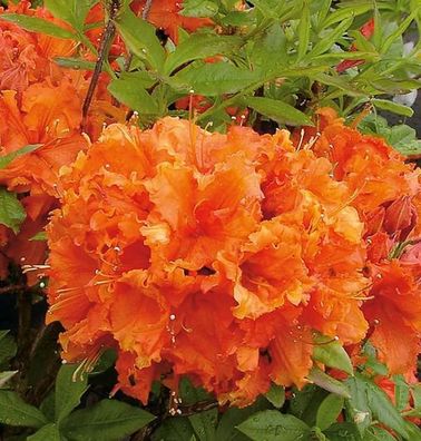 Azalee Gibraltar 30-40cm - Rhododendron luteum - Alpenrose