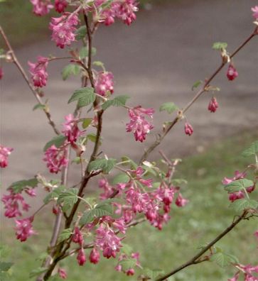 Blut-Johannisbeere Amore 30-40cm - Ribes sanguineum
