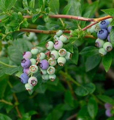 Heidelbeere Blueray 40-60cm - Vaccinium corymbosum
