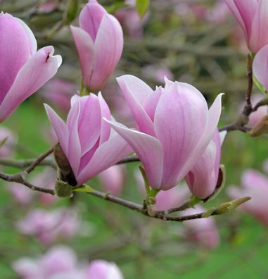 Tuplen Magnolie Heaven Scent 40-60cm - Magnolia