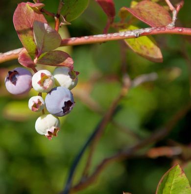 Heidelbeere Nelson 40-60cm - Vaccinium corymbosum