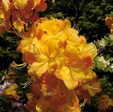 Azalee Klondyke 30-40cm - Rhododendron luteum - Alpenrose