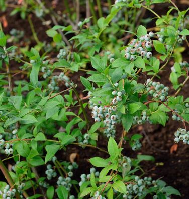 Heidelbeere Puru 40-60cm - Vaccinium corymbosum