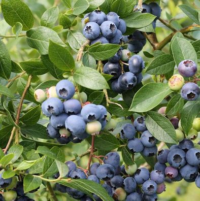 Heidelbeere Northland® 40-60cm - Vaccinium corymbosum