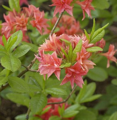 Azalee Norma 30-40cm - Rhododendron luteum - Alpenrose