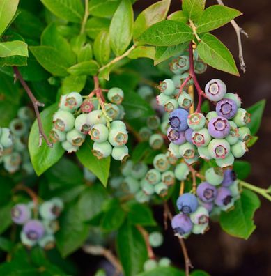 Heidelbeere Ama 40-60cm - Vaccinium corymbosum