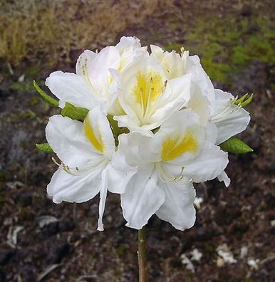 Azalee Persil 30-40cm - Rhododendron luteum - Alpenrose