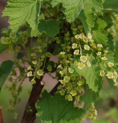 Weiße Johannisbeere Witte Parel 40-60cm - Ribes rubrum