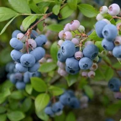 Heidelbeere Reka® 30-40cm - Vaccinium corymbosum