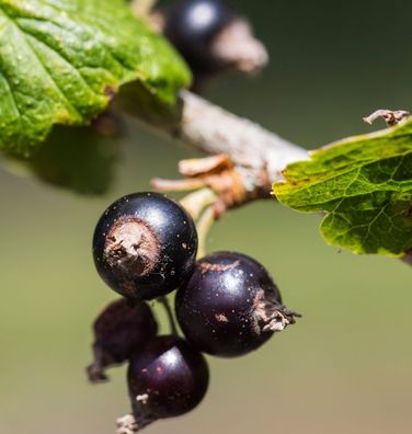 Schwarze Johannisbeere Little Black Giant 40-60cm - Ribes nigrum