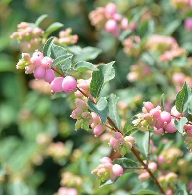 Amethystbeere Magical Sweet 30-40cm - Symphoricarpos doorenbosii