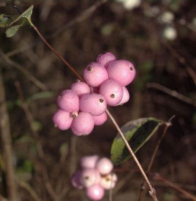 Amethystbeere Magical Temptation® 30-40cm - Symphoricarpos doorenbosii
