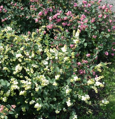Amethystbeere Magical Galaxy 30-40cm - Symphoricarpos doorenbosii