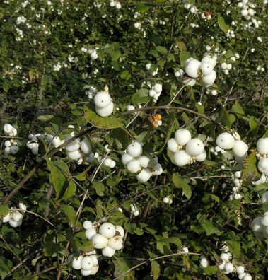Weiße Schneebeere 60-80cm - Symphoricarpos albus