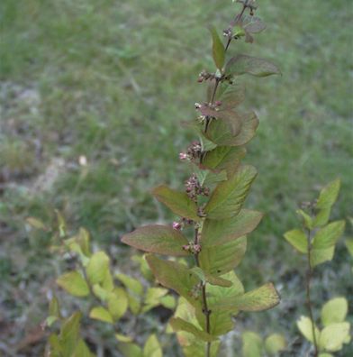 Amethystbeere Magic Berry 60-80cm - Symphoricarpos doorenbosii