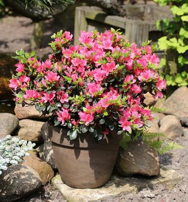 Japanische Azalee Drapa® 20-25cm - Rhododendron obtusum - Zwerg Alpenrose