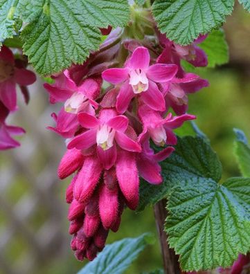 Blut Zierjohannisbeere King Edward VII 60-80cm - Ribes sanguineum