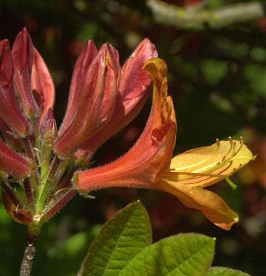 Azalee Golden Nectarine 30-40cm - Rhododendron luteum - Alpenrose