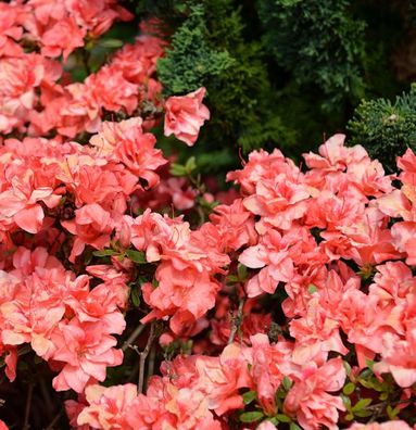 Japanische Azalee Cherie 30-40cm - Rhododendron obtusum - Zwerg Alpenrose