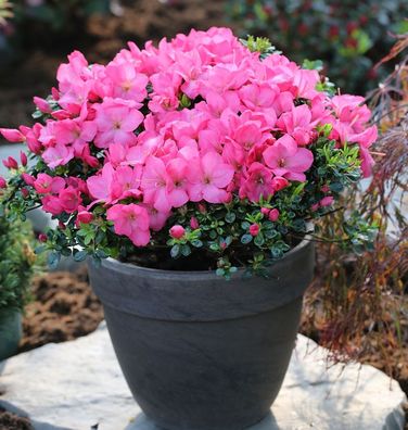 Buxsartige Japanische Azalee Anouk 30-40cm - Rhododendron obtusum - Zwerg Alpenrose