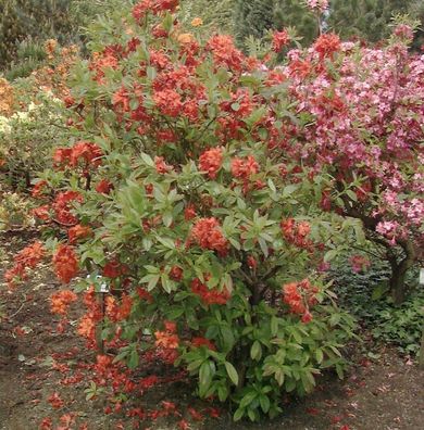 Azalee Barselick 30-40cm - Rhododendron luteum - Alpenrose