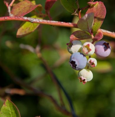 Heidelbeere Hortblue Poppins® 30-40cm - Vaccinium corymbosum