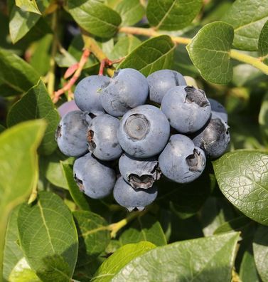 Heidelbeere Hortblue Petite® 40-60cm - Vaccinium corymbosum