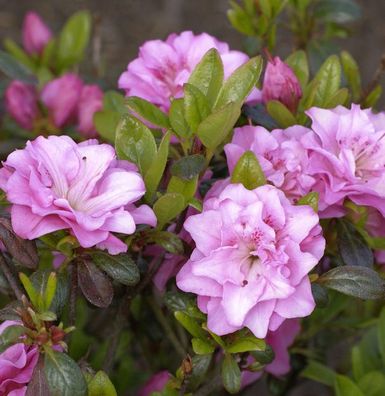 Japanische Azalee Rosinetta® 30-40cm - Rhododendron obtusum