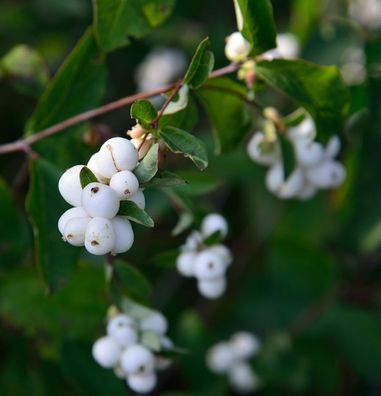 Schneebeere Symphony Rock 60-80cm - Symphoricarpos