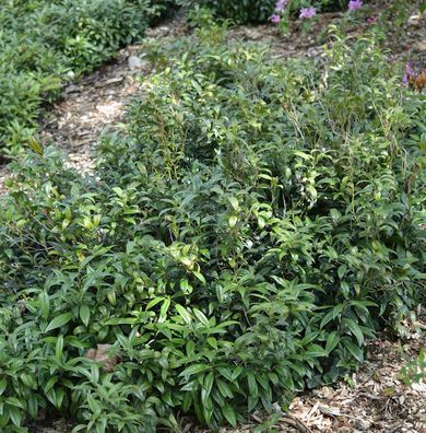 Niedrige Himalaya Schleimbeere 30-40cm - Sarcococca hookeriana