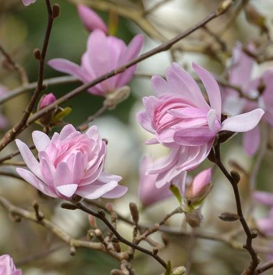 Hochstamm Kleine Sternmagnolie Georg Henry Kern 80-100cm - Magnolia stellata