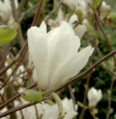 Magnolie Jade Lamp 60-80cm - Magnolia