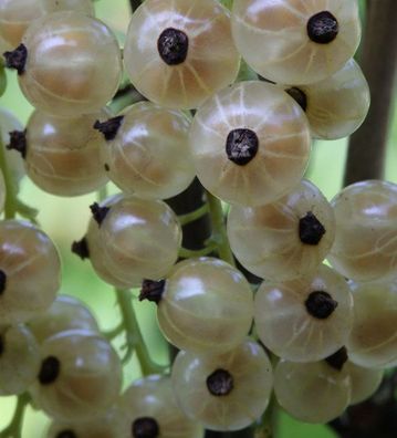 Hochstamm Weiße Johannisbeere Weiße Versailler 60-80cm - Ribes nigrum