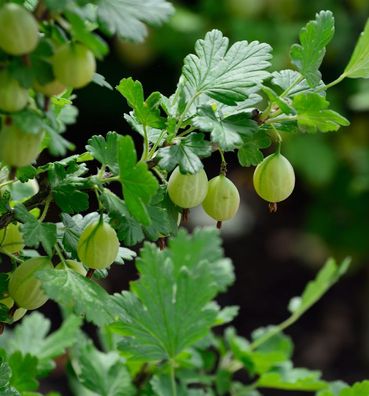 Hochstamm Stachelbeere grün 60-80cm - Ribes uva-crispa