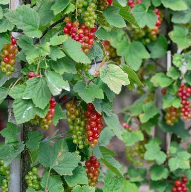 Hochstamm Rote Johannisbeere Rovada 60-80cm - Ribes rubrum