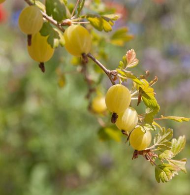 Hochstamm Stachelbeere Mucurines 60-80cm - Ribes uva-crispa