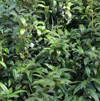 Hochstamm Niedrige Himalaya Schleimbeere 40-60cm - Sarcococca hookeriana