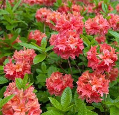 Azalee Barselik 40-50cm - Rhododendron luteum - Alpenrose