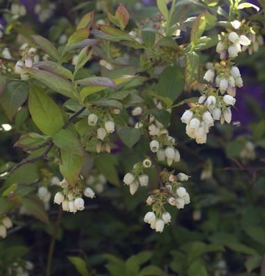Heidelbeere Herma 60-80cm - Vaccinium corymbosum