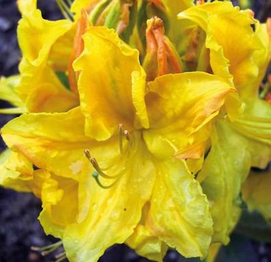 Azalee Goldstück 40-50cm - Rhododendron luteum - Alpenrose