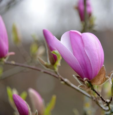 Säulen Magnolie Sentinel 100-125cm - Magnolia