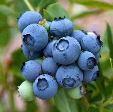 Heidelbeere Brigitta 60-80cm - Vaccinium corymbosum