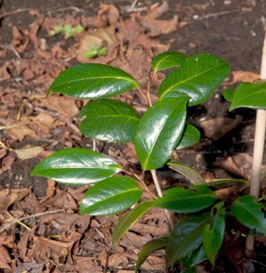 Nach Vanille duftende Fleischbeere Winter Gem 40-60cm - Sarcococca humilis