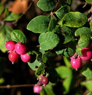 10x Niedrige Purpurbeere 15-20cm - Symphoricarpos chenaultii