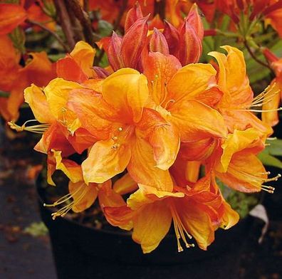 Azalee Sunny Boy 40-50cm - Rhododendron luteum - Alpenrose