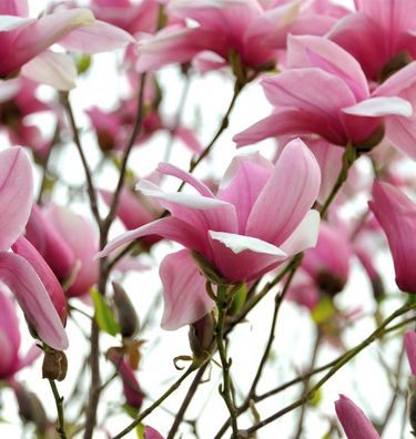 Chinesische Yulan Magnolie Festirose 80-100cm - Magnolia denudata