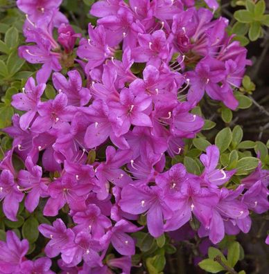 Japanische Azalee Diamant Himmelblau 30-40cm - Rhododendron obtusum - Zwerg Alpenrose