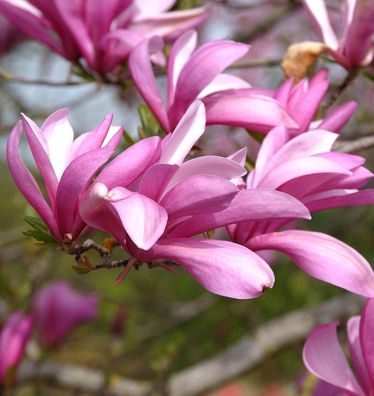 Niedrige Magnolie Betty 100-125cm - Magnolia liliiflora