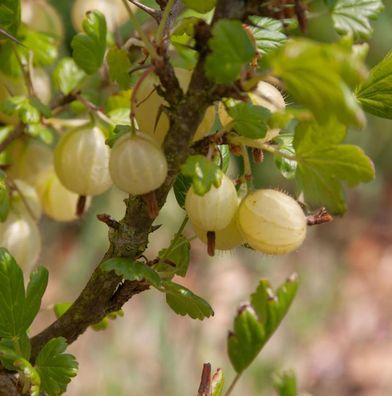 Hochstamm Stachelbeere gelb 80-100cm - Ribes uva-crispa