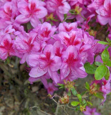 Japanische Azalee Peppina® 30-40cm- Rhododendron luteum - Zwerg Alpenrose